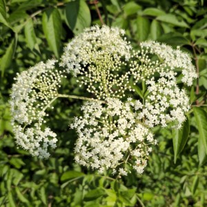 American Elderberry, Common Elderberry, Mexican Elderberry, Black Elder, Tapiro, Sauco, Sambucus nigra ssp. canadensis, S. canadensis